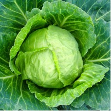 Cabbage
