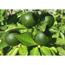 Calamansi