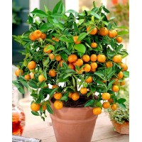 Calamondin