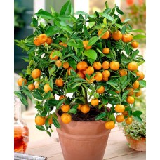 Calamondin