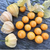 Cape Gooseberry