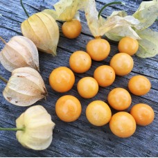 Cape Gooseberry