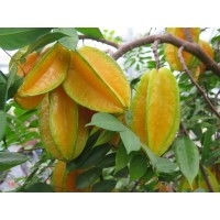 Carambola