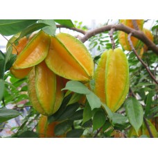 Carambola