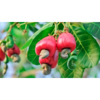 Cashew Apple