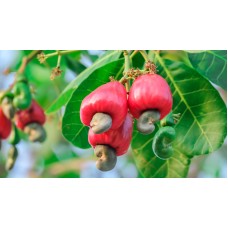 Cashew Apple