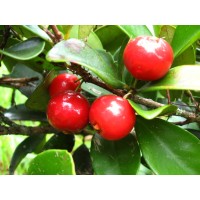 Cedar Bay Cherry