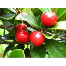 Cedar Bay Cherry