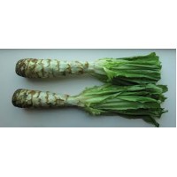 Celtuce