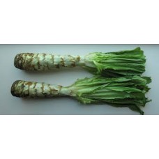 Celtuce