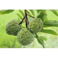 Cherimoya