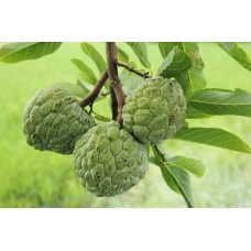 Cherimoya