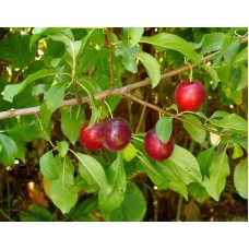 Cherry Plum