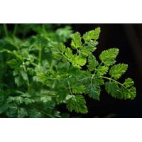 Chervil