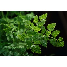 Chervil