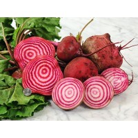 Chioggia Beet