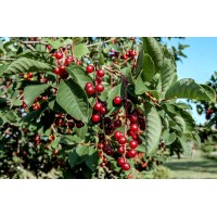 Chokecherry