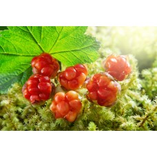 Cloudberry