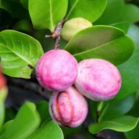 Coco Plum