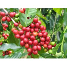 Coffee Cherry