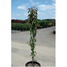 Colonnade ‘Maypole’ Apple