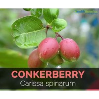 Conkerberry