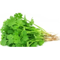 Coriander