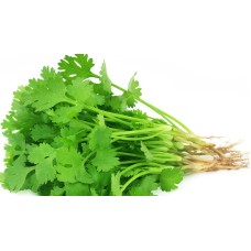 Coriander