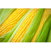 Corn