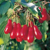 Cornelian Cherry