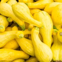 Crookneck Squash