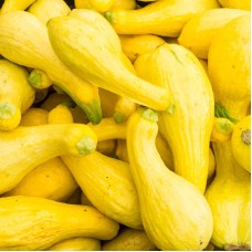 Crookneck Squash