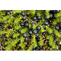 Crowberry
