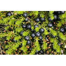 Crowberry