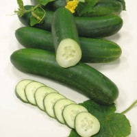 Cucumber