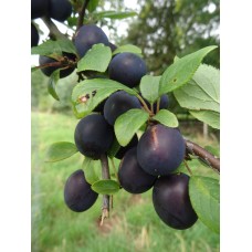 Damson
