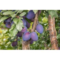 Damson Plum
