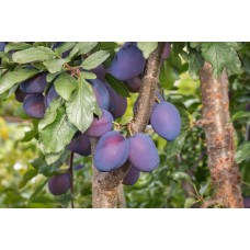 Damson Plum