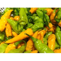 Datil Pepper
