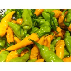 Datil Pepper