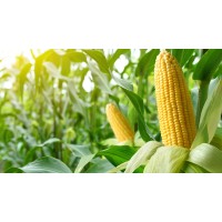 Delaware Sweet Corn