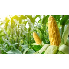 Delaware Sweet Corn