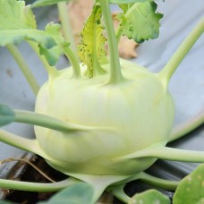 Delicacy White Kohlrabi