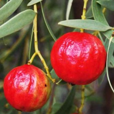 Desert Quandong