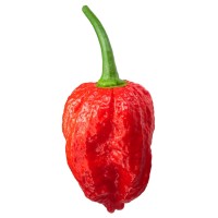 Dorset Naga Pepper