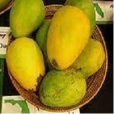 Early Gold Mango