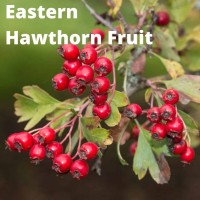Eastern Hawthorn