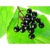 Elderberry