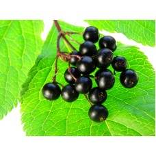 Elderberry