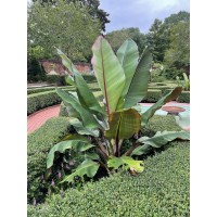 Ensete